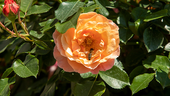 honey bee searching for nectar