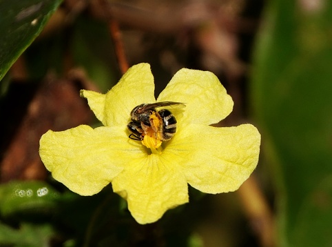 A honey bee on a yellow flower collecting nectar