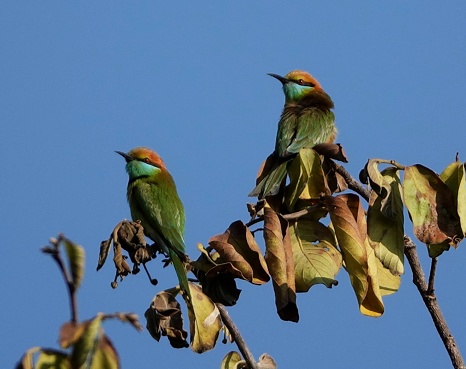 A couple of rainbow bee-eaters perched on a branch. Merops ornatus