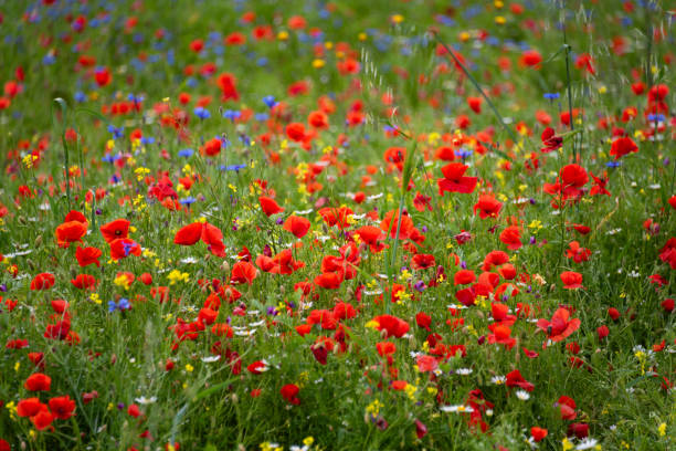 istock Red poppy flowers blooming on summer meadow in mountains 1944776025