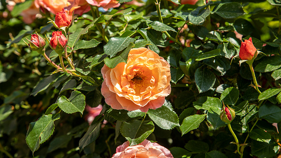 Pink rose flower bloom in the garden