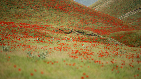 mountain full of poppy flower