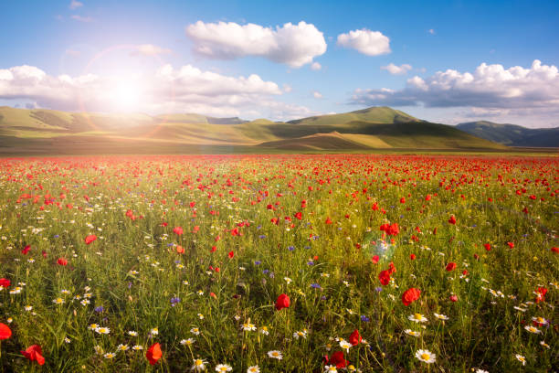 istock Wild flowers in a summer meadow in mountain valley 1944782353