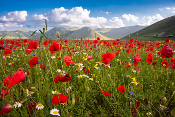 istock Wild flowers in a summer meadow in mountain valley 1944785727