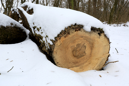 sawed oak tree log under snow in forest