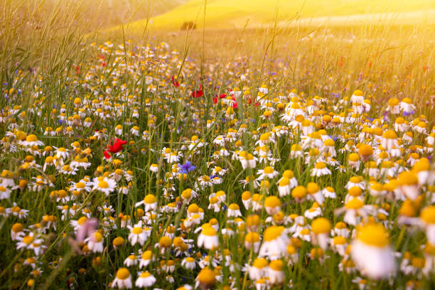 istock Daisies and other wild flower in summer meadow on sunset 1944790933