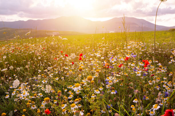 istock Daisies and other wild flower in summer meadow on sunset 1944792016
