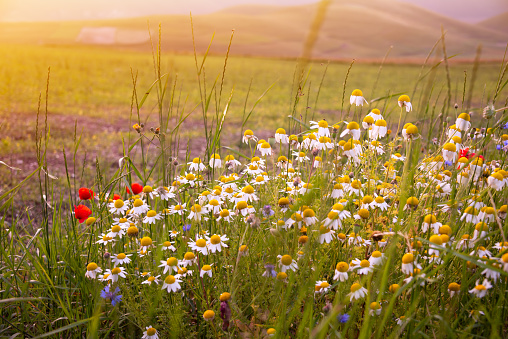 Daisies and other wild flower on summer meadow on sunset