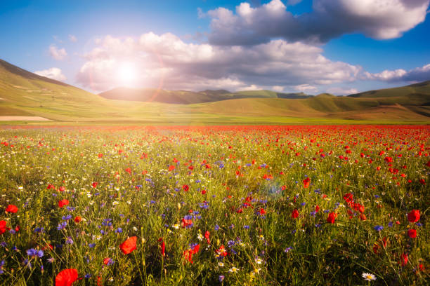 istock Wild flowers in summer meadow under beautiful sky 1944793139