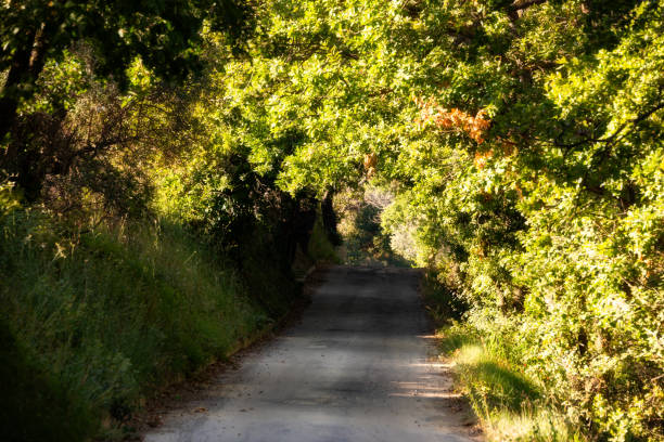 istock Road in a tree tunnel among woods, beautiful green forest 1944794697