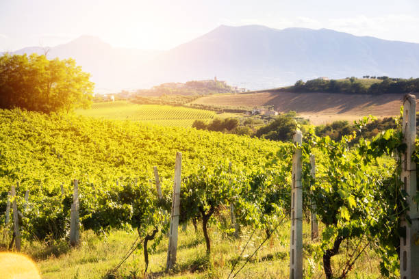 istock Countryside landscape with vineyard on hill lit by sun 1944798493