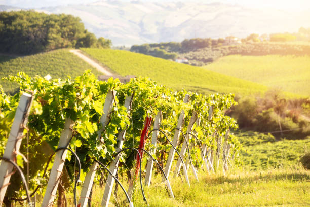 istock Countryside landscape with vineyard on hill lit by sun 1944799060