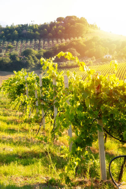 istock Countryside landscape with vineyard on hill lit by sun 1944799593