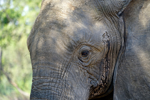Close up of an elephants head. Eye and tusk are visible