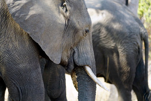 Mother And Baby Elephant Both On The Black Background