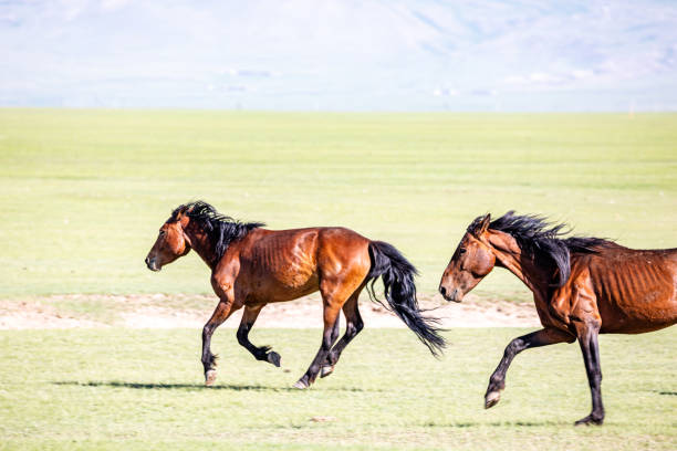 China, Xinjiang, Bayingolin Mongolian Autonomous Prefecture, Baynbruck Grassland