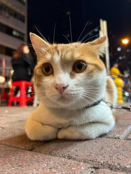 istock a small white cat laying on the ground looking into the camera 1944827480
