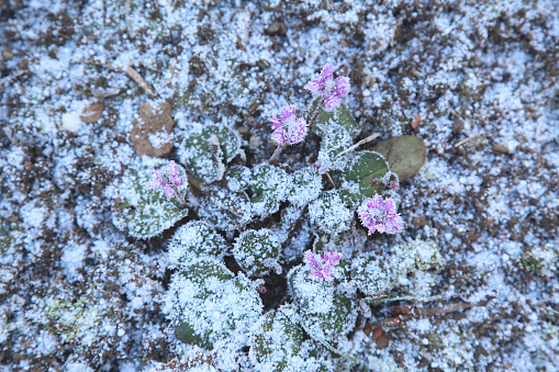 Frost crystals on the flowers and leaves of cyclamen coum.