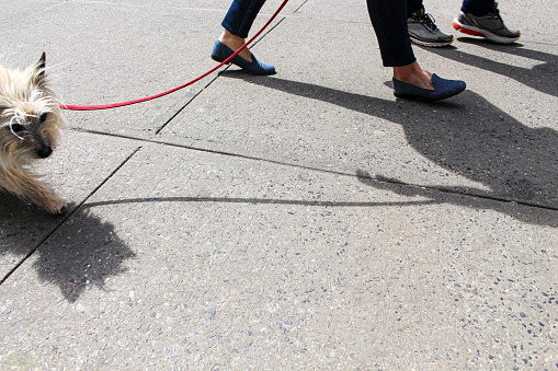 A red leash is attached to a Westie dog coming into the picture. The furry animal is being walked by two adults (male and female) on the sidewalk on a sunny day.