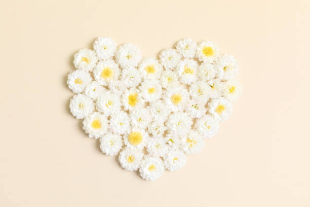 Heart made of white chrysanthemum flowers on beige background. Creative spring idea, stylish trendy greeting card. Natural minimal concept. Flowers heart. Flat lay, top view. Heart made of white chrysanthemum flowers on beige background. Creative spring idea, stylish trendy greeting card. Natural minimal concept. Flowers heart. Flat lay, top view peach color table stock pictures, royalty-free photos & images