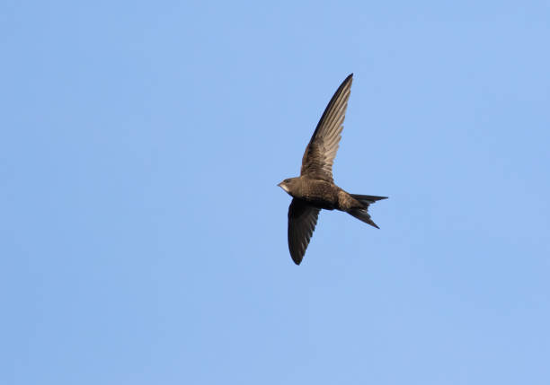 istock Common swift, Apus apus. A bird flies against a blue sky 1944894036