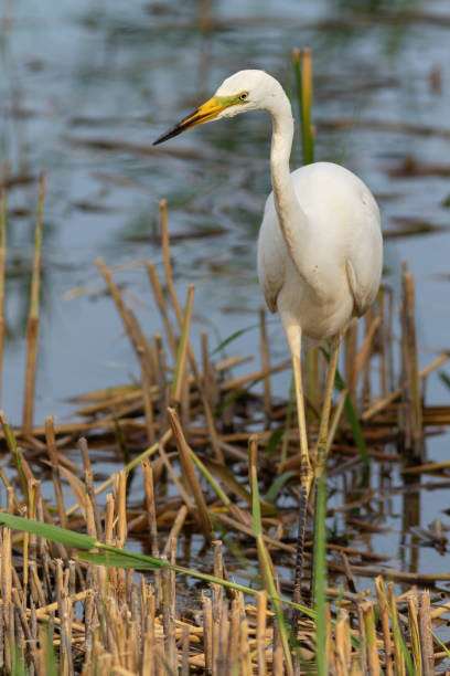 istock Great egret, Ardea alba. A bird hunts while walking along the river bank 1944894039