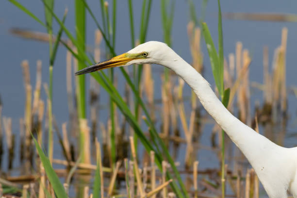 grande aigrette, ardea alba. un oiseau chassant sur la berge de la rivière, gros plan - wading snowy egret egret bird photos et images de collection