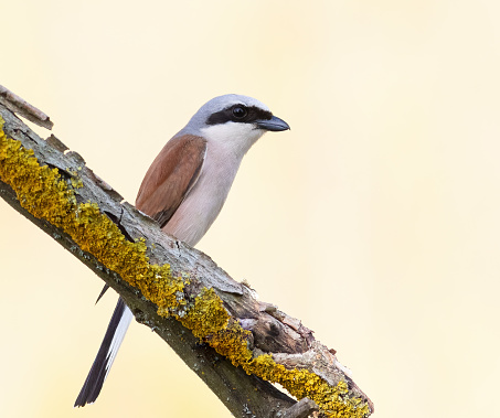 Red-backed shrike, lanius collurio. The male sits on a beautiful old branch on a flat background