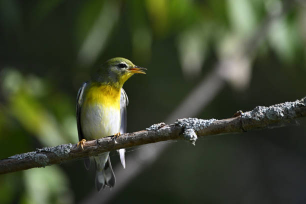 Spring scene of a cute colorful Northern Parula Warbler sits perched in a tree singing