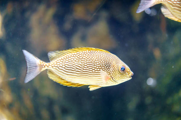 Painted Sweetlips gracefully gliding through the sea underwater masterpiece showcases the intricate patterns and captivating colors of these mesmerizing creatures