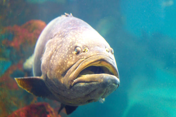 Giant Grouper in Its Seafaring Realm Giant grouper fish navigating its sea habitat scene encapsulates the sheer size and majestic allure of these underwater behemoths grouper stock pictures, royalty-free photos & images