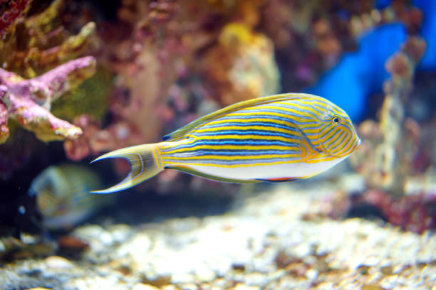 istock Lined surgeonfish Acanthurus lineatus fish underwater in sea 1944899325