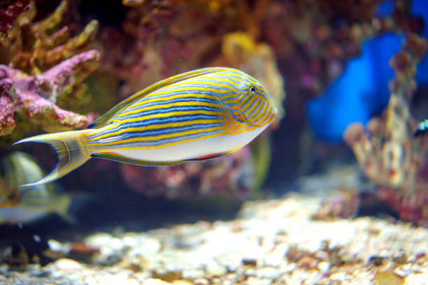 istock Lined surgeonfish Acanthurus lineatus fish underwater in sea 1944899326