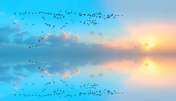 View of trumpeter swans flying at sunset