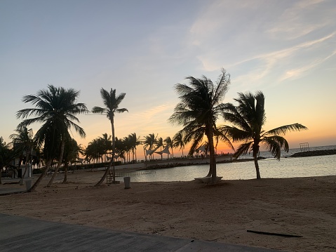 The palm trees view in the evening with sea beach