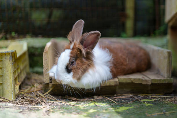 istock The brown and white rabbit is taking a break 1944938328