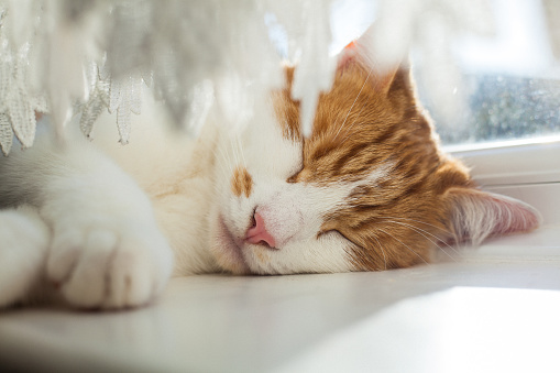 cute ginger tabby cat sleeping on the windowsill on a sunny day