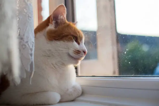 cute ginger tabby cat looking out of the window on a summer evening