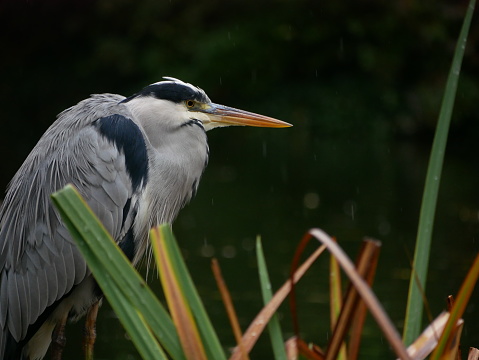 Gray heron in the grass near the lake.