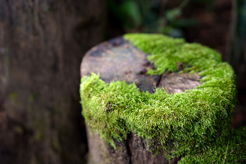 The sight of beautiful moss growing on a wood log is a captivating natural scene