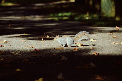 Spirited squirrel in Monza Park's autumn splendor  a lively capture of seasonal charm and wildlife in a vibrant, leaf-strewn setting.