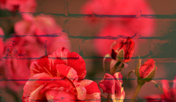 istock Beautiful roses planted in the garden, backgrounds, textures 1944963042