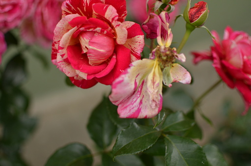 Gorgeous roses that smell good, bloom outside