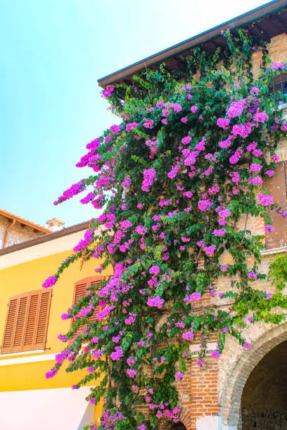 Yellow wall, orange shutter and magenta paperflowers hanging down from a wall in Sirmione.