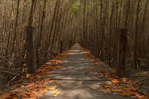 A wooden walkway in the mangrove forest and yellow leaves falling on the walkway.