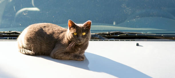 istock Gray yellow eye cat stretching on white car bonnet.Copy space.Panoramic view. 1944970944