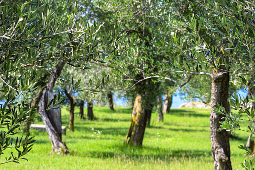 On the  two-mile promontory that projects into the Garda lake on the southern end of Sirmione there is a large olive garden with old trees.