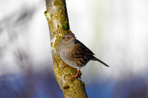 A Dunnock, also known as a Hedge Sparrow (Prunella modularis)