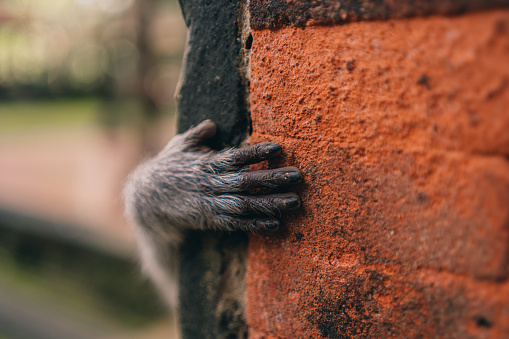 Close up shot of monkey hand on orange stone wall. Cute small hand of macaque on balinese architecture in sacred monkey forest