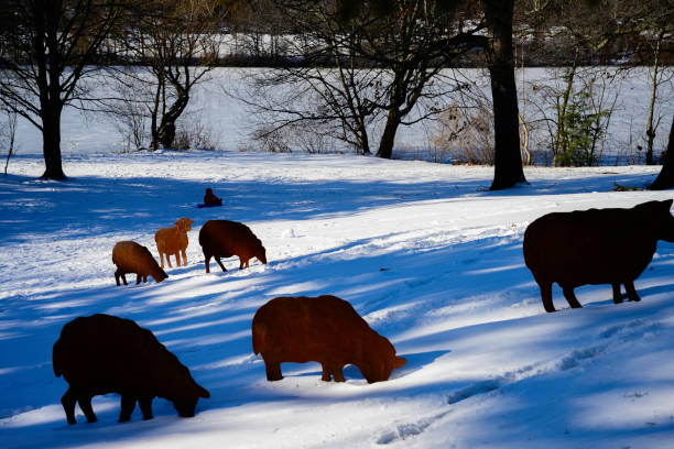 Snow-covered winter landscape of Roger Williams State Park with metal ship on the hill in Providence, Rhode Island, USA
